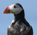 Puffin